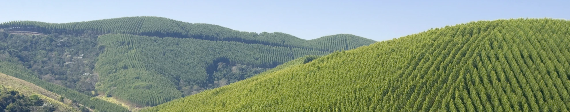 Campos de árvores verdes